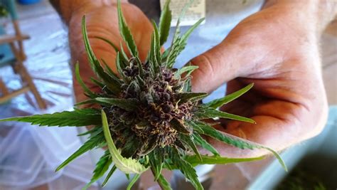 Colorado Cannabis Laws