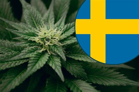 Is Sweden Moving Towards the Legalization of Cannabis?