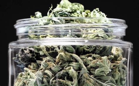 Can Marijuana Alleviate Multiple Sclerosis Symptoms?