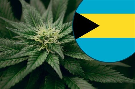 Understanding Marijuana Laws in the Bahamas and the United States