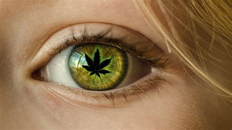 Is Marijuana an Effective Treatment for Glaucoma?