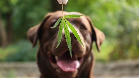 Is Marijuana Harmful to Pets?