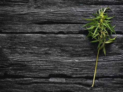 Is Cannabis Truly Effective for Pain Relief?