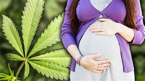 Is Marijuana Use During Pregnancy Safe? Exploring the Potential Risks and Effects