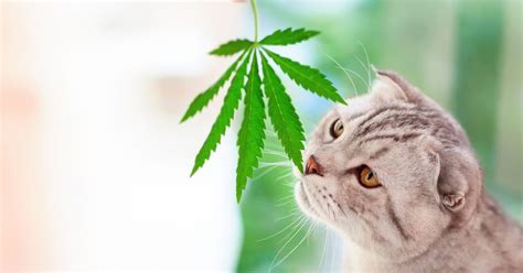 Is Marijuana Harmful to Pets and What Are Its Effects on Human Health?