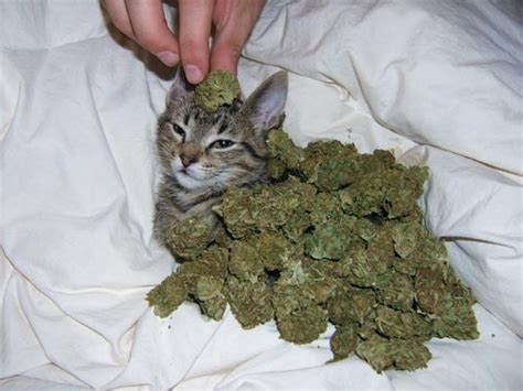 Is Marijuana Harmful to Pets? Unraveling the Risks and Realities