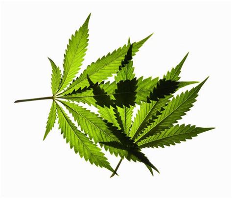 Is Cannabis Beneficial or Detrimental for Injured Athletes?