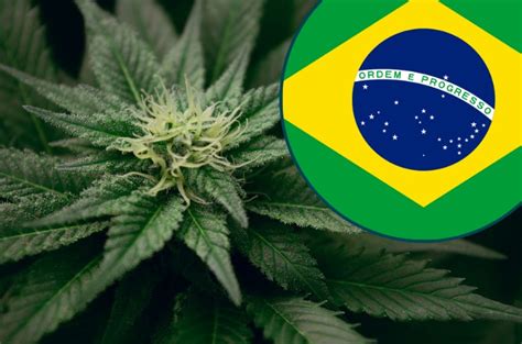 Brazil Cannabis Legalization Discussion