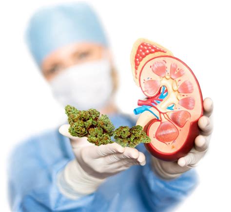 Is Marijuana Safe for Kidney Health? Insights from Harvard Studies