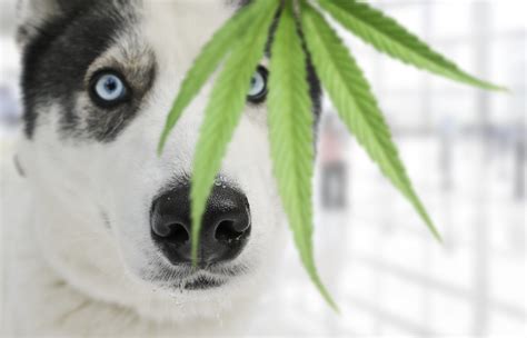 Are Pets and Humans Equally at Risk from Marijuana and Glyphosate Exposure?
