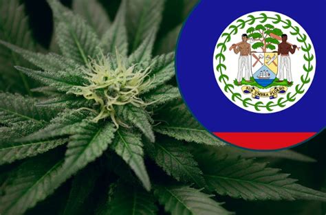 Understanding Cannabis Laws and Electoral Processes in Belize and the United States