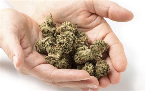 Is Medical Marijuana Truly Safe for Older Adults?