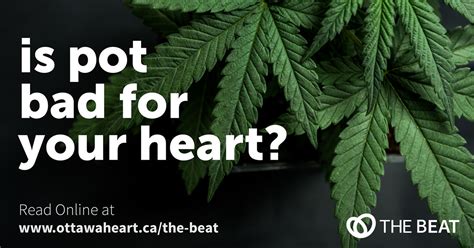 Is Marijuana Harmful to Heart Health? Exploring the Risks and Research