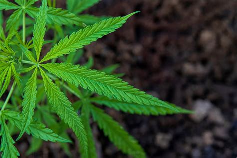 Can Cannabis Truly Alleviate Teen Anxiety?