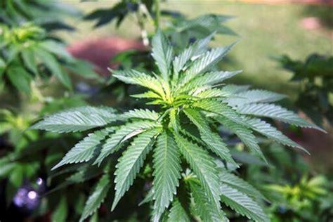 Medical Cannabis in Hawaii