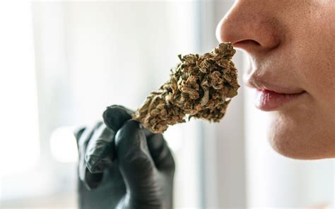 Is Marijuana Safe? Examining the Impact on Health and Development