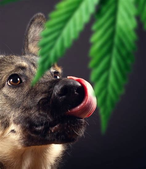 Are Pets and Livestock at Risk from Poisonous Plants and Marijuana Exposure?