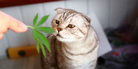 Is Marijuana Safe for Pets? Examining the Risks and Realities