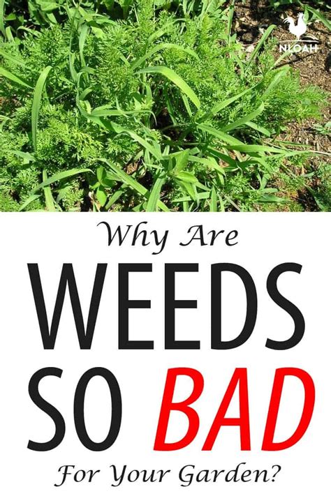 Can Weeds Reveal the Health of Your Garden Soil?